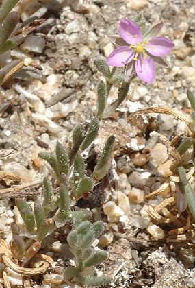 Campomora (Corse), 21 juin 2016