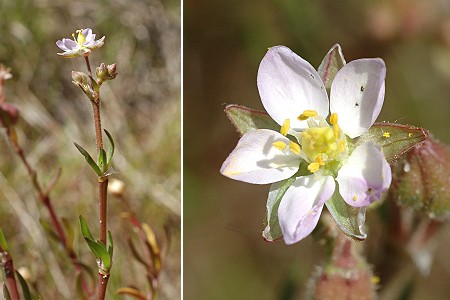 Port-Saint-Louis-du-Rhône (Bouches-de-Rhône), 29 avril 2008