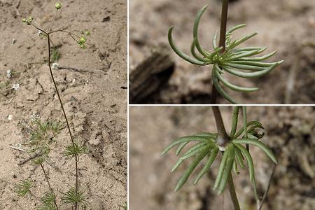 Bischwiller (Bas-Rhin), 22 avril 2005