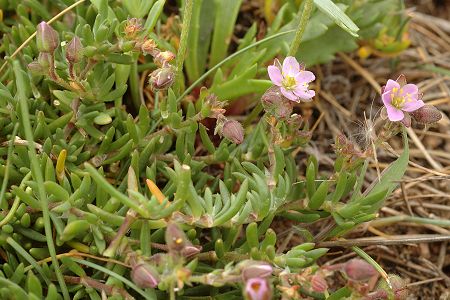Les Sables-d'Olonne (Vendée), 12 mai 2009