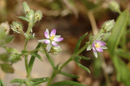 Le Cailar, Pont des Touradons (Gard), 24 avril 2006