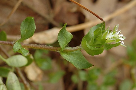 Gondenans-Montby (Doubs), 21 avril 2009