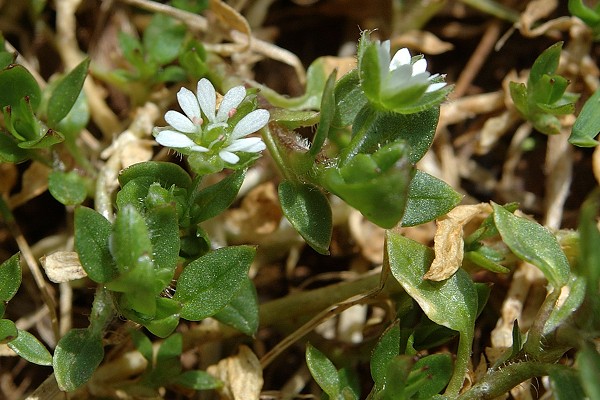 Montenois (Doubs), 20 mars 2005