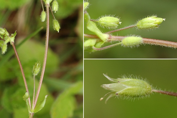 Gondenans-Montby (Doubs), 21 avril 2009