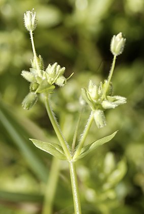 Haguenau (Bas-Rhin), 22 avril 2005