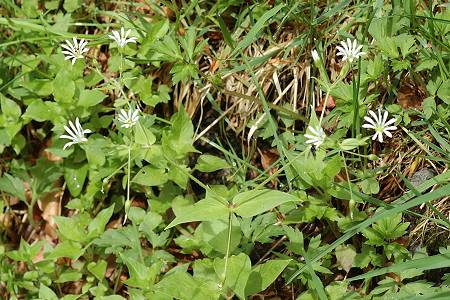 Col de la Vierge (Vosges), 1 juin 2008