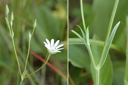 Bannans (Doubs), 12 juin 2005