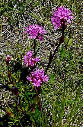 Valmeinier (Savoie), 15 juin 2012