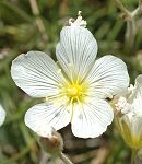 Minuartie à feuilles capillaires