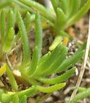 Minuartie recourbée