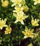 Minuartie faux sedum