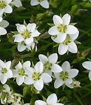 Minuartie printanière