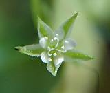 Moehringie à trois nervures