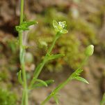 Sagine sans pétales