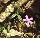 Faux basilic de Corse