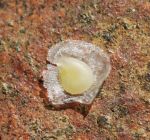 Spergulaire marginée Spergulaire marginée