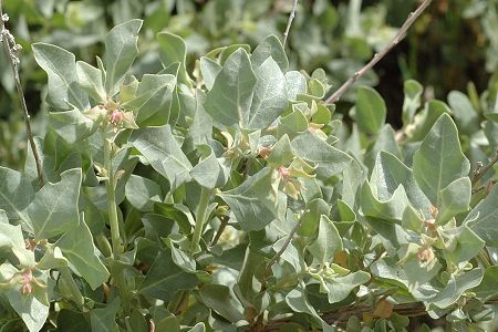 Ile de Ré (Charente-Maritime), 14 mai 2009