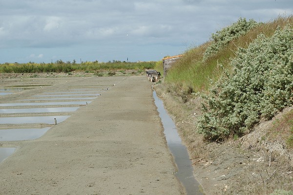 Ile de R� (Charente-Maritime), 14 mai 2009