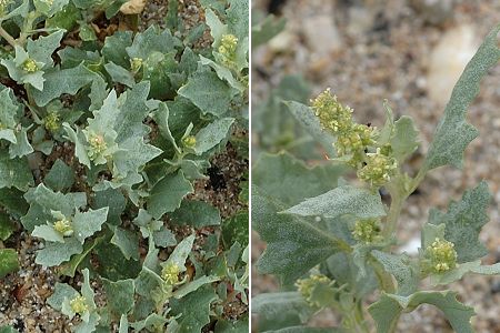 Pointe de Barfleur (Manche), 8 juin 2011