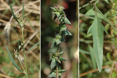 Grammont (Haute-Saône), 26 juillet 2009