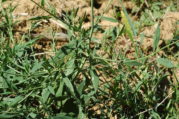 Grammont (Haute-Sa�ne), 26 juillet 2009