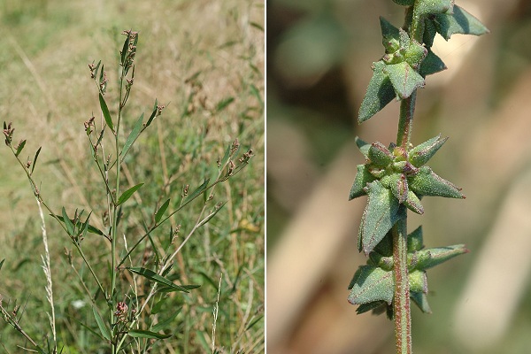Grammont (Haute-Sa�ne), 26 juillet 2009 / La Pr�ti�re (Doubs), 1 septembre 2009
