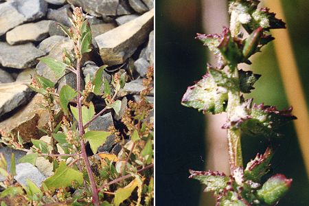 Port-Cros (Var), juillet 1990