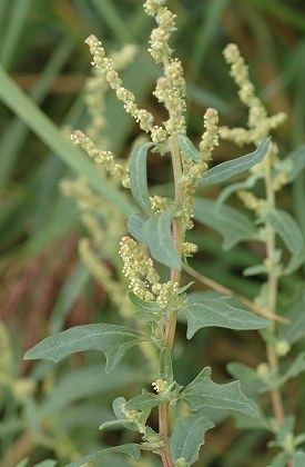 Arles (Bouches-du-Rhône), 3 septembre 2008