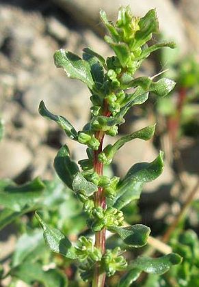 Cerbère (Pyrénées-Orientales), 6 octobre 2008