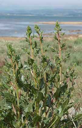Ile Saint-Martin (Aude), 25 avril 2006