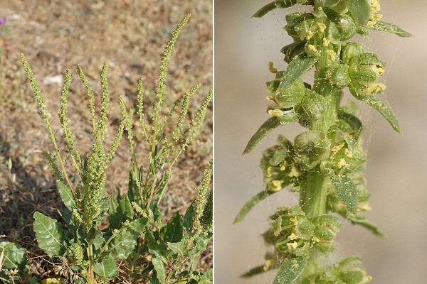 Caro (Bouches-du-Rh�ne), 3 mai 2006 / Marseille (Bouches-du-Rh�ne), 27 avril 2007