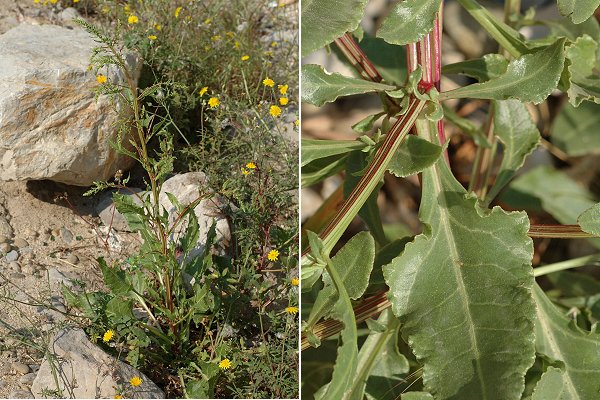 Marseille (Bouches-du-Rh�ne), 27 avril 2007