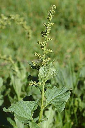Bagnères-de-Luchon (Haute-Garonne), 13 août 2009