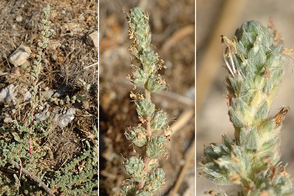 Allauch (Bouches-du-Rh�ne), 2 septembre 2008