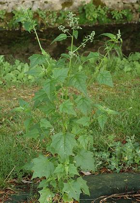 Bernay (Charente-Maritime), 16 juillet 2007