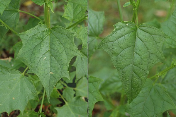 Bernay (Charente-Maritime), 16 juillet 2007