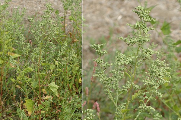 Bernay (Charente-Maritime), 28 juillet 2010