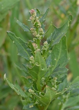 Uzelle (Doubs), 17 juillet 2018