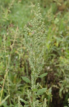 Le Vernoy (Doubs), 2 octobre 2006