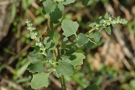 Marseille (Bouches-du-Rhône), 16 octobre 2008