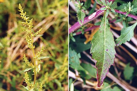 Josse (Landes), 25 août 1999