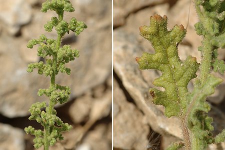 Lirac (Gard), 14 août 2010