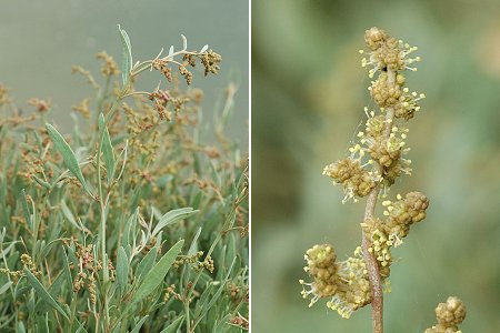 Yves (Charente-Maritime), 21 juillet 2007