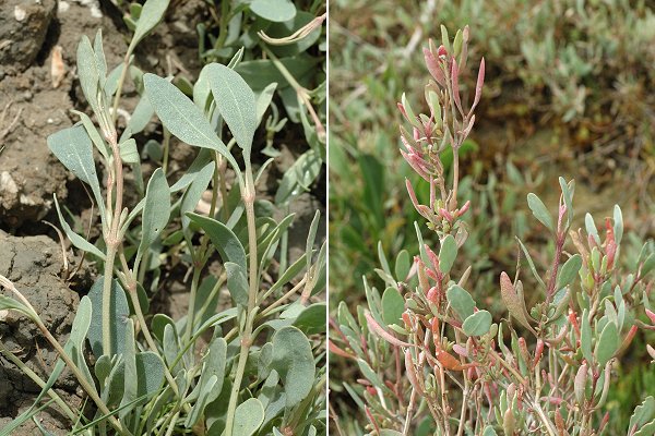 Ile de R� (Charente-Maritime), 14 mai 2009