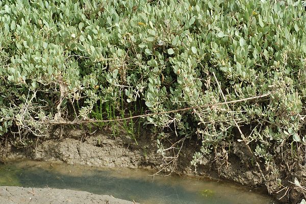 Ile de R� (Charente-Maritime), 14 mai 2009