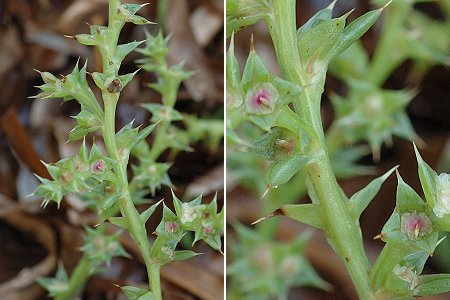 Gigaro (Var), 4 octobre 2005