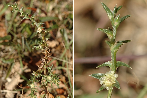 Lirac (Gard), 2 novembre 2009
