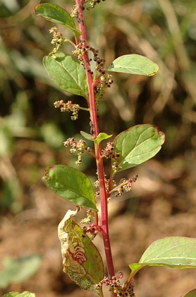 Montenois (Doubs), 3 septembre 2005