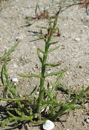 Saint-Mitre-les-Remparts (Bouches-du-Rhône), 28 avril 2009