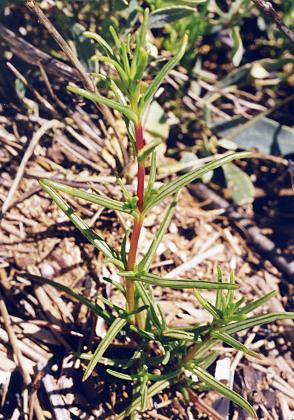 Pointe d'Arcay (Vendée), 5 juillet 2000